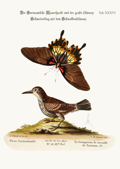 The Wall-creeper of Surinam and the Great Dusky Swallow-tailed Butterfly by George Edwards